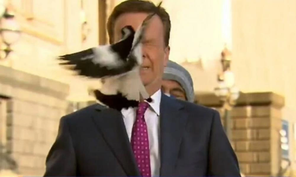 Απρόοπτα στον αέρα: Η στιγμή που πουλί την πέφτει σε δημοσιογράφο